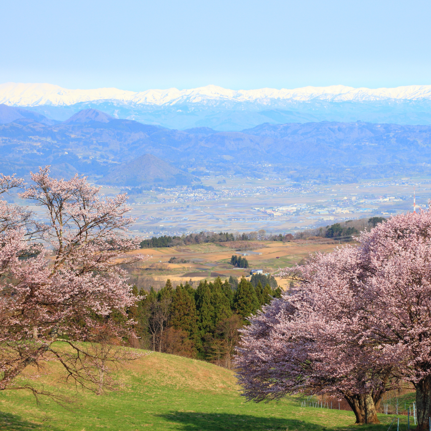 Sargent Cherry Tree Seeds | North Japanese Hill Cherry | (Prunus sargentii)