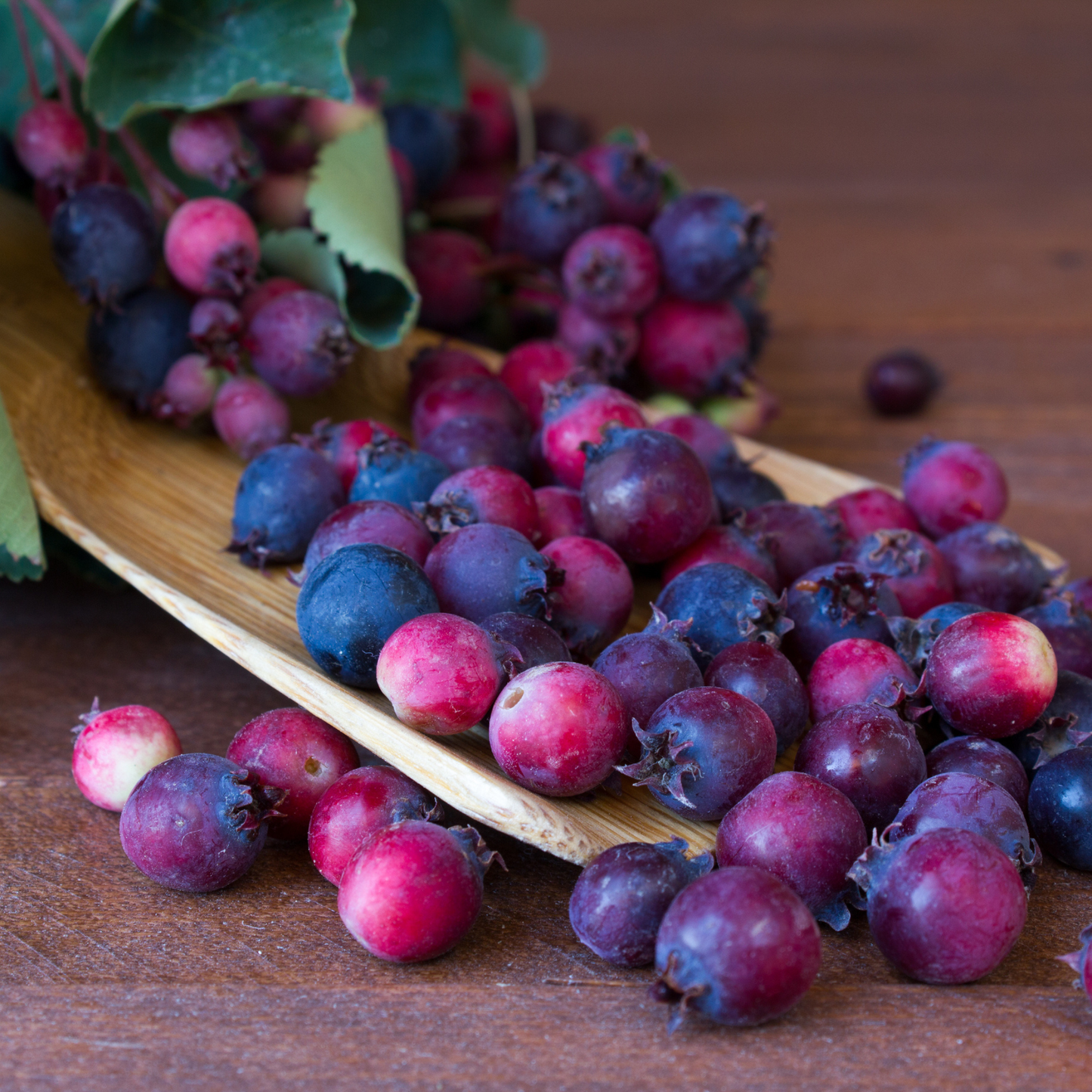 Saskatoon Berry Tree Seeds | Saskatoon Serviceberry | (Amelanchier alnifolia)