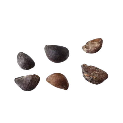 Saskatoon Berry Tree Seeds | Saskatoon Serviceberry | (Amelanchier alnifolia)