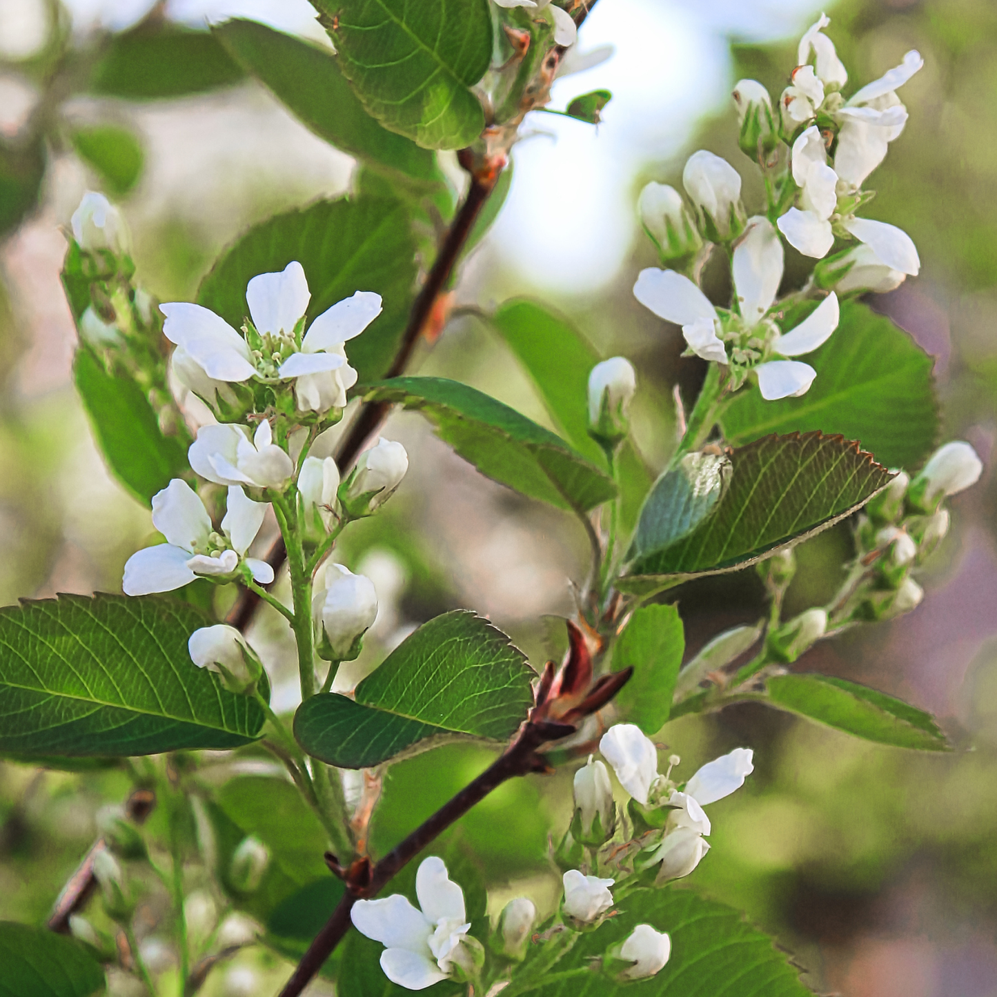 Saskatoon Berry Tree Seeds | Saskatoon Serviceberry | (Amelanchier alnifolia)
