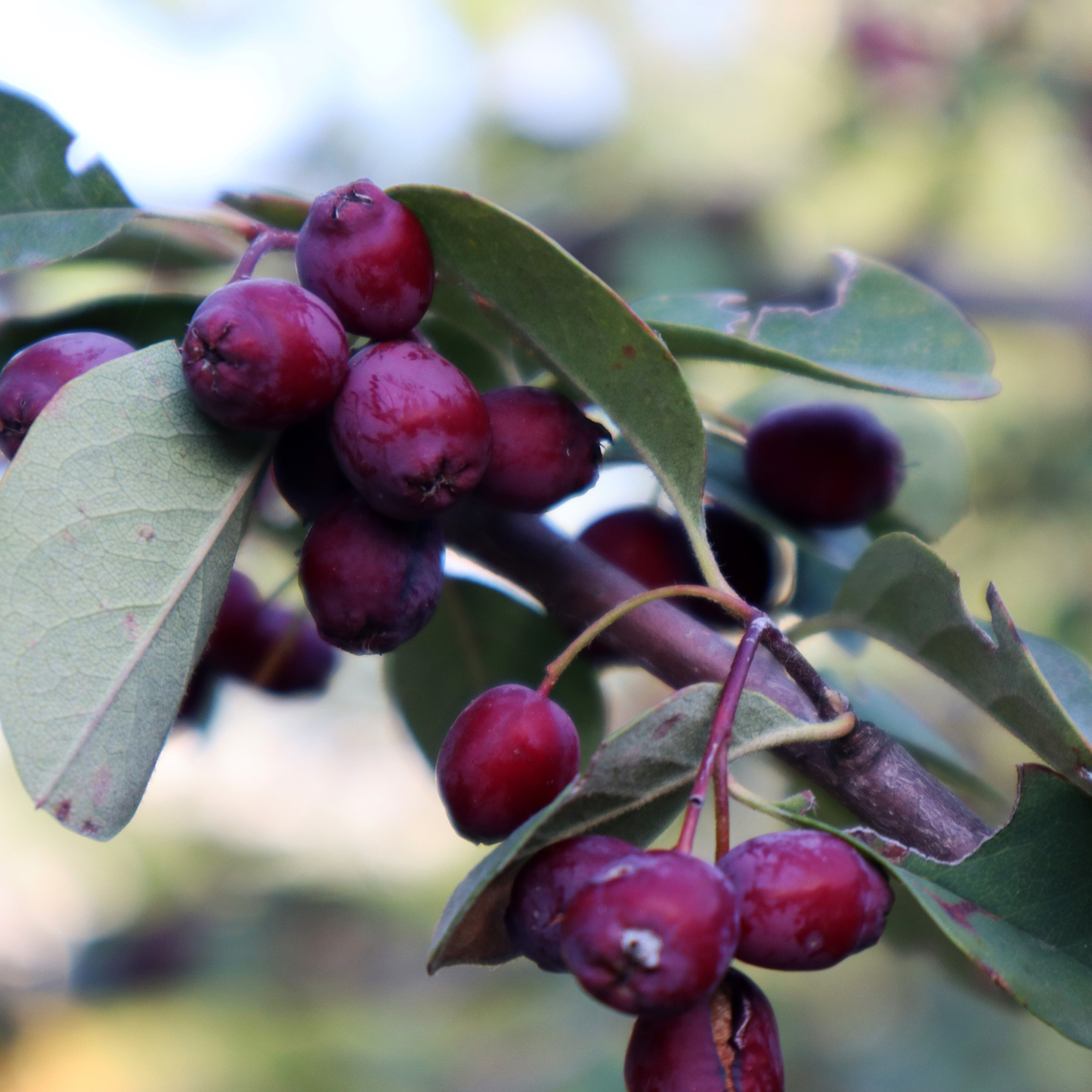 Saskatoon Berry Tree Seeds | Saskatoon Serviceberry | (Amelanchier alnifolia)