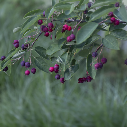 Saskatoon Berry Tree Seeds | Saskatoon Serviceberry | (Amelanchier alnifolia)