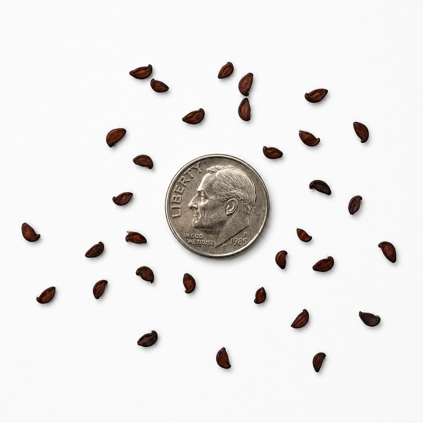 Saskatoon Berry Tree Seeds | Saskatoon Serviceberry | (Amelanchier alnifolia)