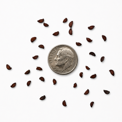 Saskatoon Berry Tree Seeds | Saskatoon Serviceberry | (Amelanchier alnifolia)