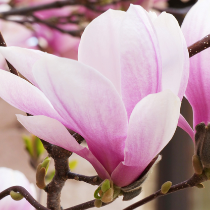 Saucer Magnolia Tree Seeds | Tulip Magnolia | (Magnolia × soulangeana)