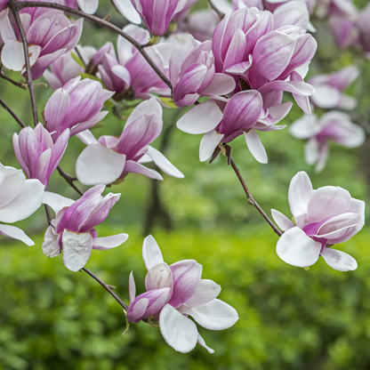 Saucer Magnolia Tree Seeds | Tulip Magnolia | (Magnolia × soulangeana)