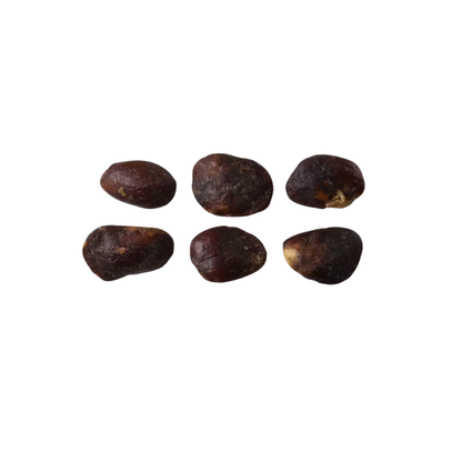 Saucer Magnolia Tree Seeds | Tulip Magnolia | (Magnolia × soulangeana)