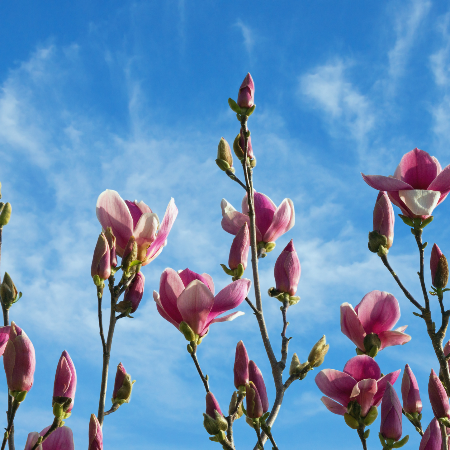 Saucer Magnolia Tree Seeds | Tulip Magnolia | (Magnolia × soulangeana)