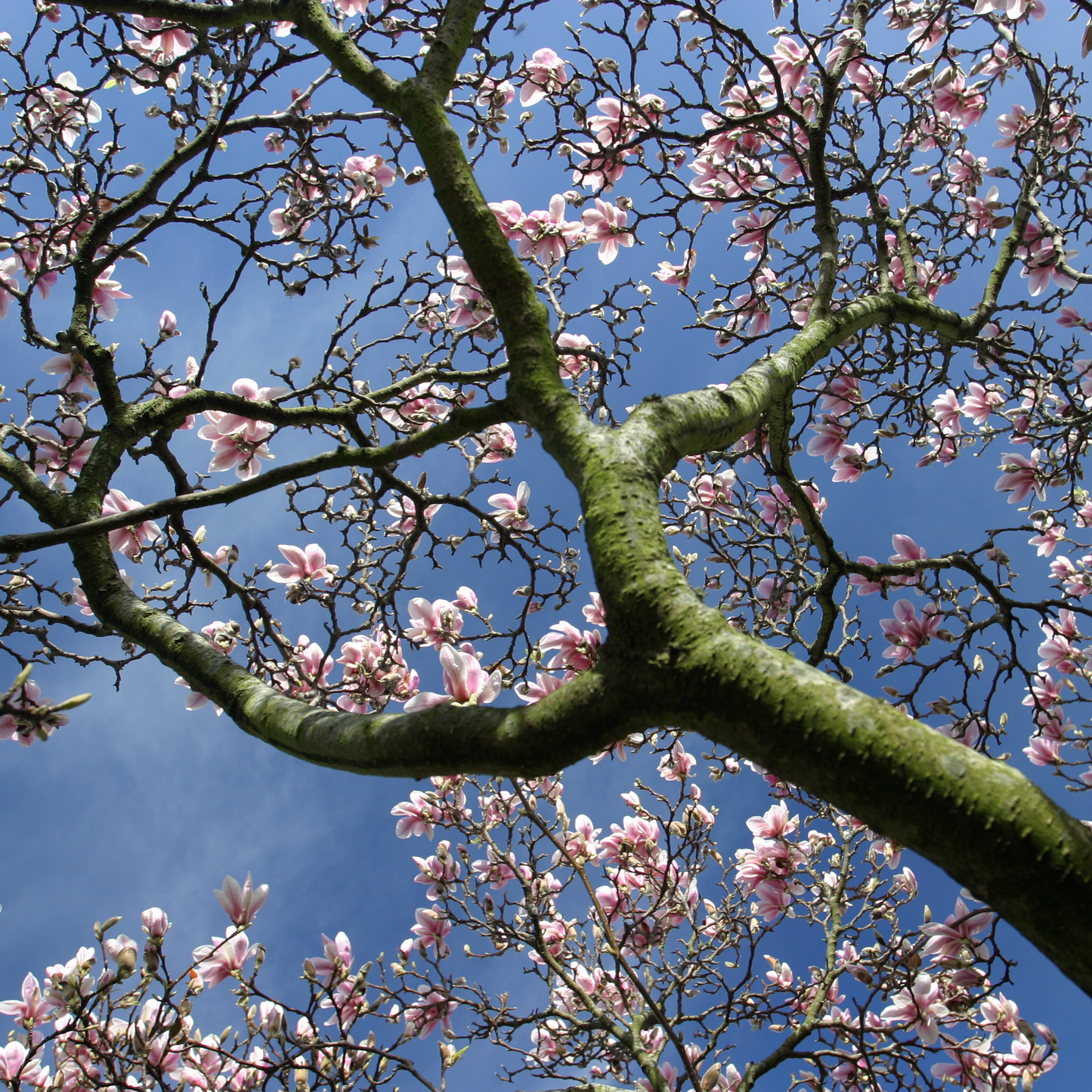 Saucer Magnolia Tree Seeds | Tulip Magnolia | (Magnolia × soulangeana)