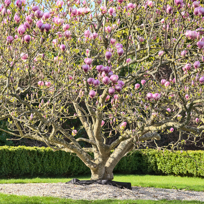 Saucer Magnolia Tree Seeds | Tulip Magnolia | (Magnolia × soulangeana)