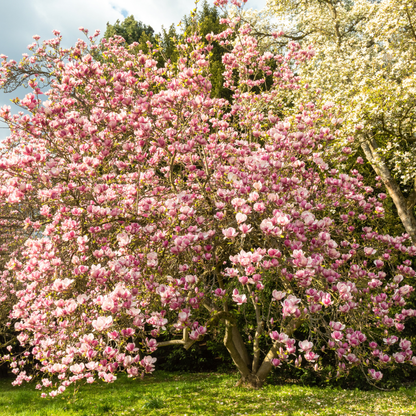 Saucer Magnolia Tree Seeds | Tulip Magnolia | (Magnolia × soulangeana)