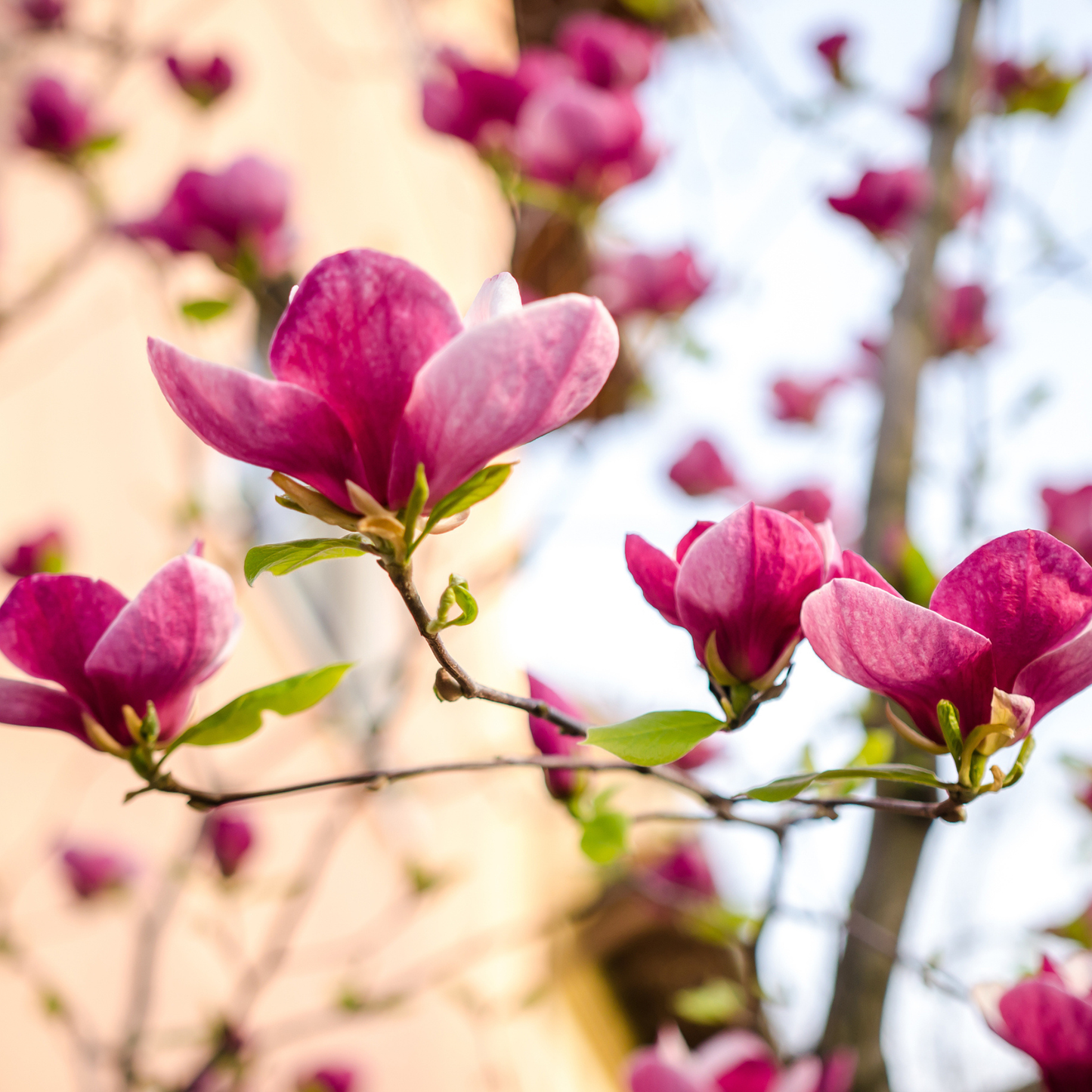 Saucer Magnolia Tree Seeds | Tulip Magnolia | (Magnolia × soulangeana)