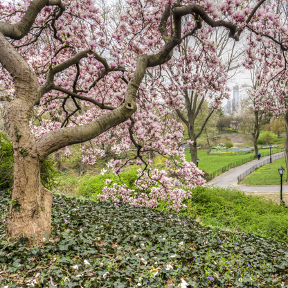 Saucer Magnolia Tree Seeds | Tulip Magnolia | (Magnolia × soulangeana)