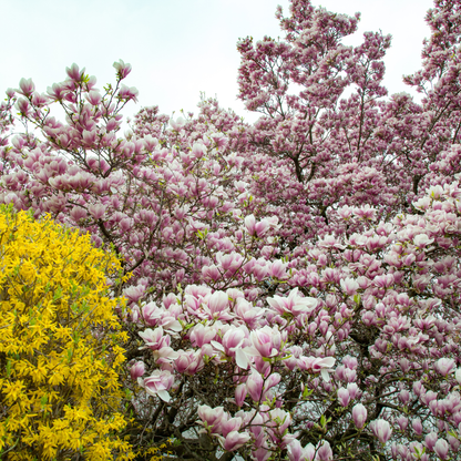 Saucer Magnolia Tree Seeds | Tulip Magnolia | (Magnolia × soulangeana)