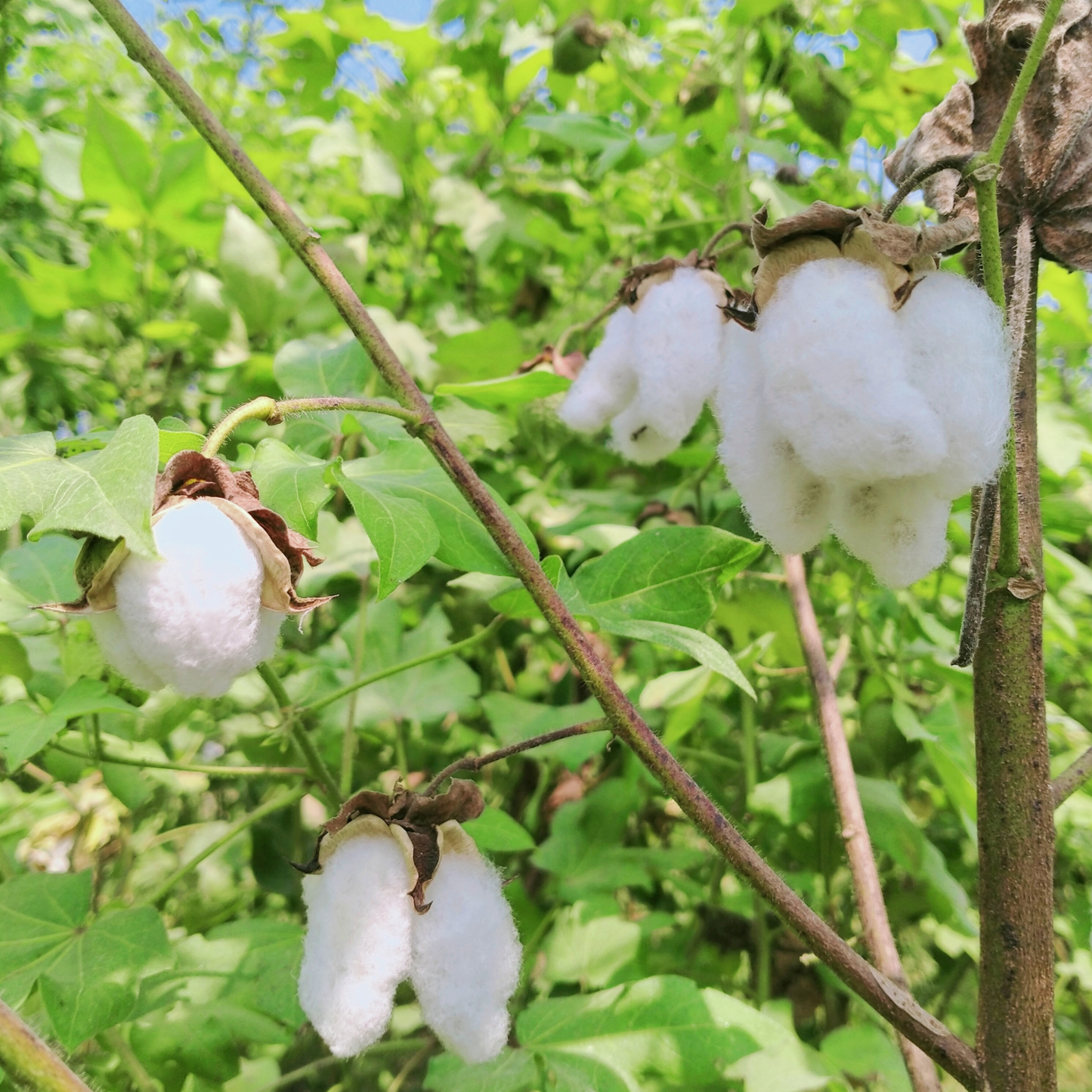 Sea Island Cotton  Seeds | Egyptian Cotton | (Gossypium barbadense)