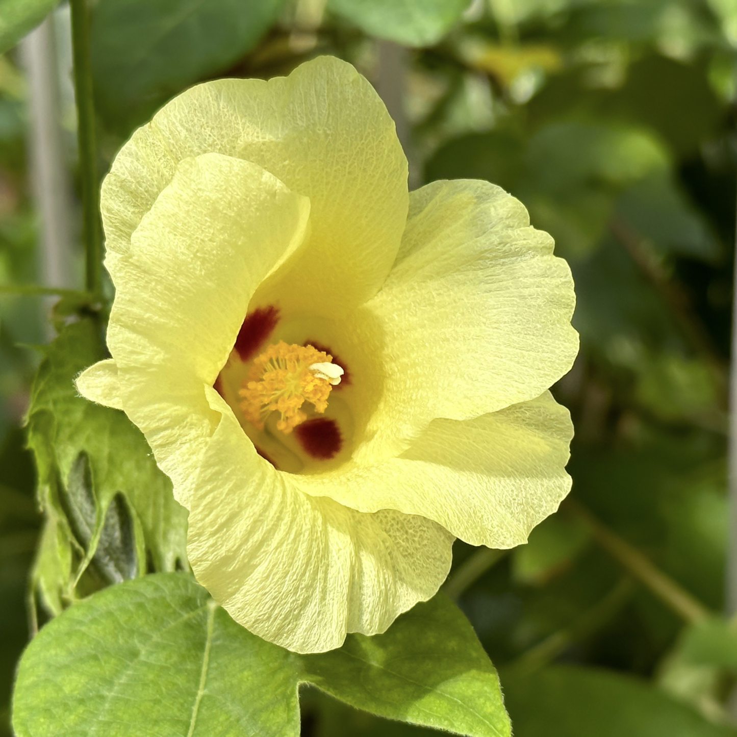 Sea Island Cotton  Seeds | Egyptian Cotton | (Gossypium barbadense)