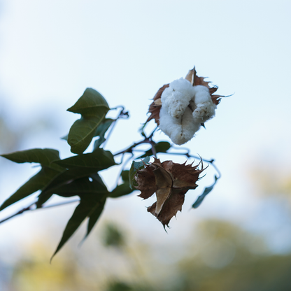 Sea Island Cotton  Seeds | Egyptian Cotton | (Gossypium barbadense)