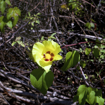 Sea Island Cotton  Seeds | Egyptian Cotton | (Gossypium barbadense)