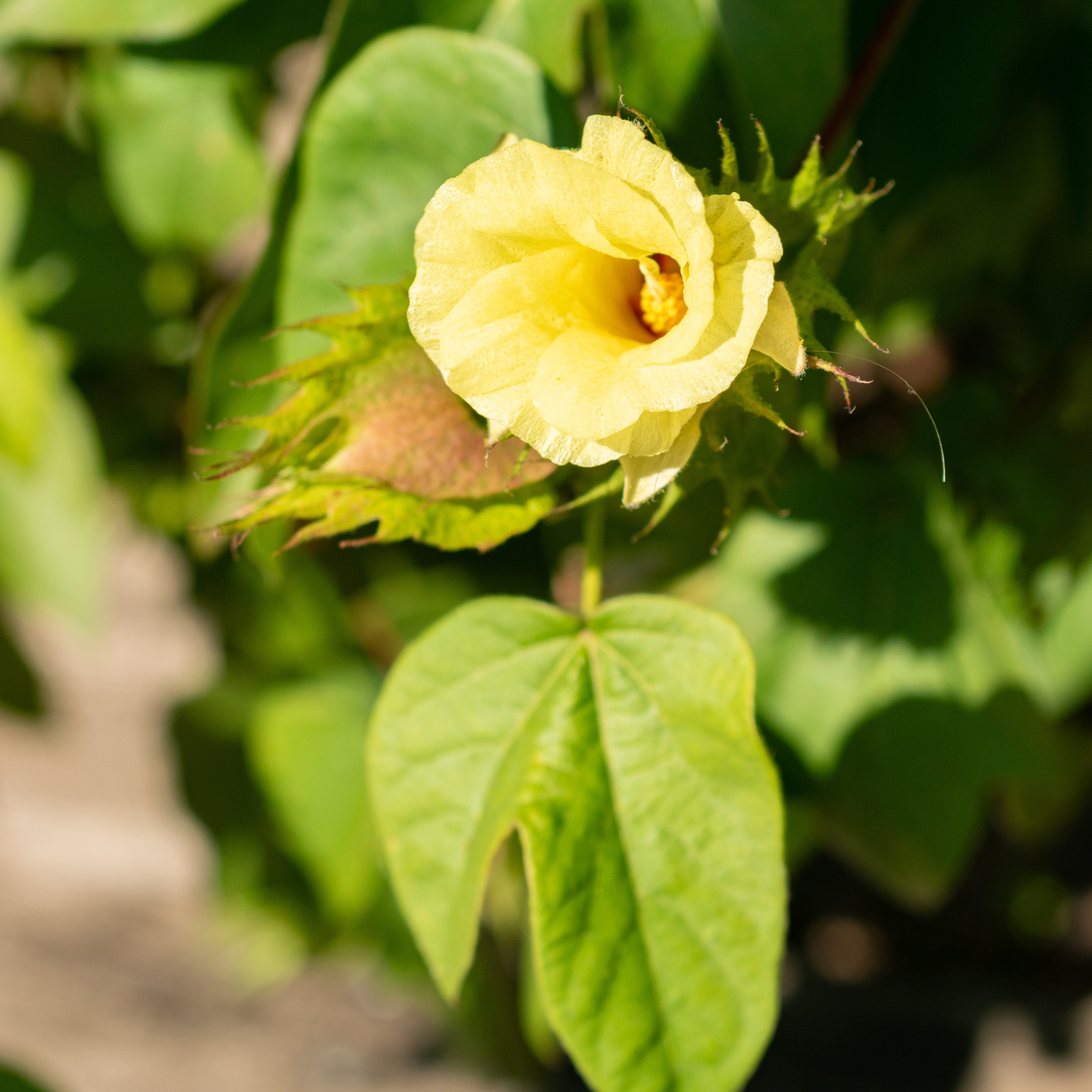 Sea Island Cotton  Seeds | Egyptian Cotton | (Gossypium barbadense)