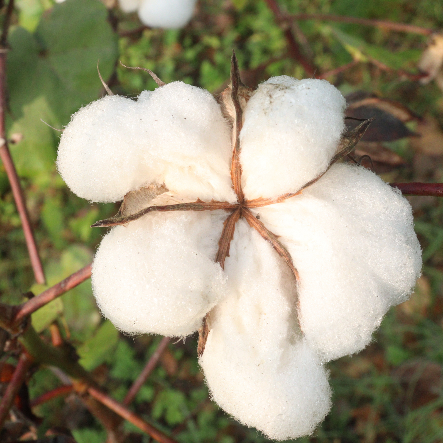 Sea Island Cotton  Seeds | Egyptian Cotton | (Gossypium barbadense)