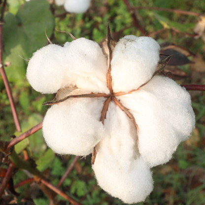 Sea Island Cotton  Seeds | Egyptian Cotton | (Gossypium barbadense)