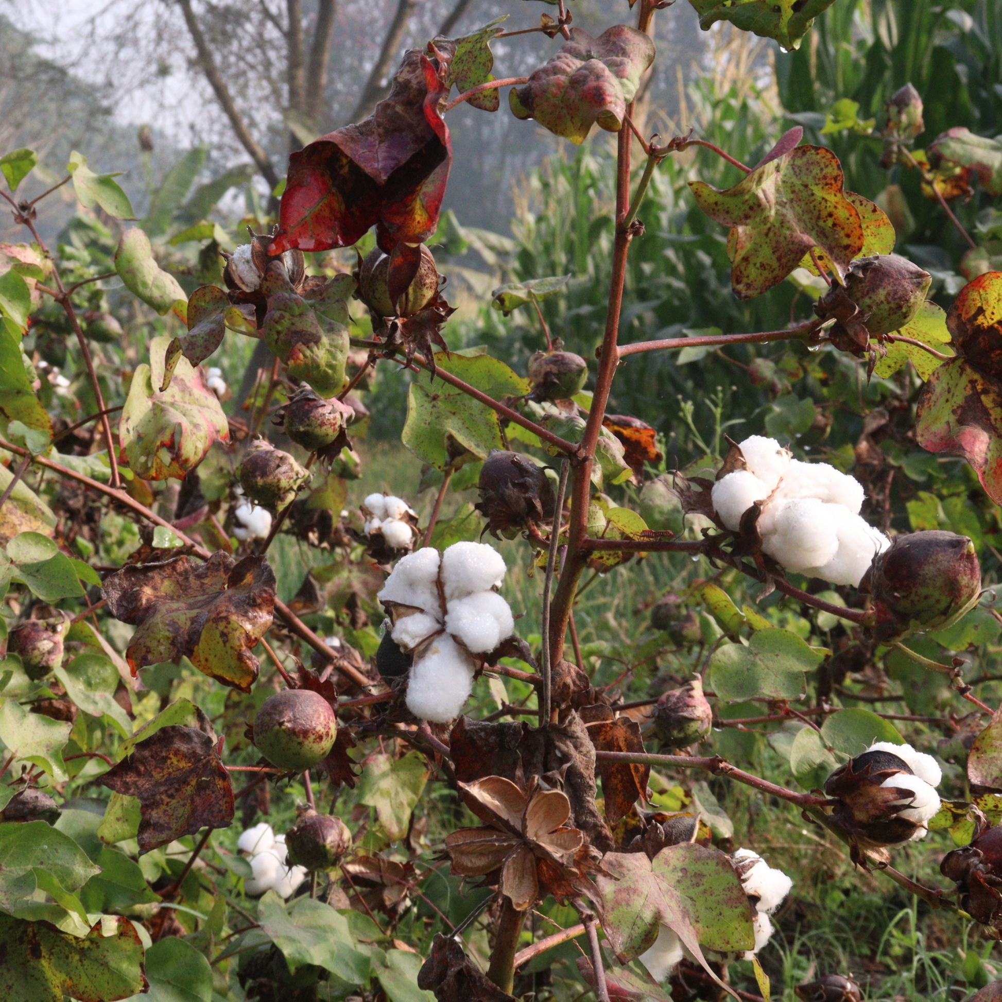 starbound plant cotton seed Sea Island Cotton Seeds | Egyptian Cotton
