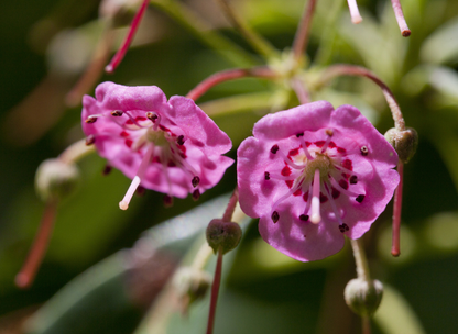 Sheep Laurel Tree Seeds | Lambkill | (Kalmia angustifolia)