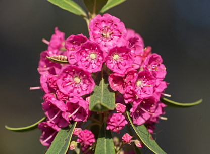 Sheep Laurel Tree Seeds | Lambkill | (Kalmia angustifolia)