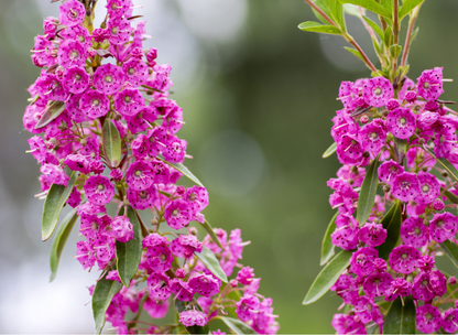 Sheep Laurel Tree Seeds | Lambkill | (Kalmia angustifolia)