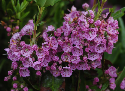 Sheep Laurel Tree Seeds | Lambkill | (Kalmia angustifolia)