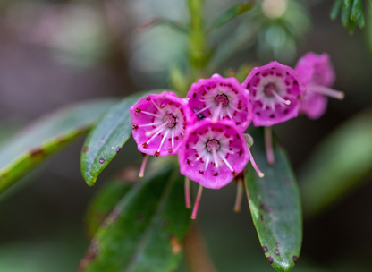 Sheep Laurel Tree Seeds | Lambkill | (Kalmia angustifolia)
