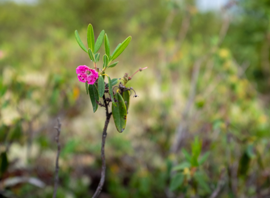 Sheep Laurel Tree Seeds | Lambkill | (Kalmia angustifolia)