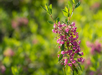 Sheep Laurel Tree Seeds | Lambkill | (Kalmia angustifolia)