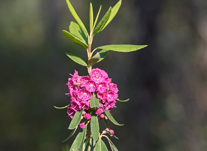 Sheep Laurel Tree Seeds | Lambkill | (Kalmia angustifolia)
