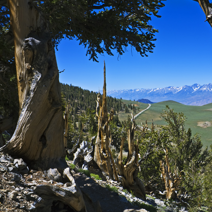Bristlecone Pine Tree Seeds (Pinus longaeva)