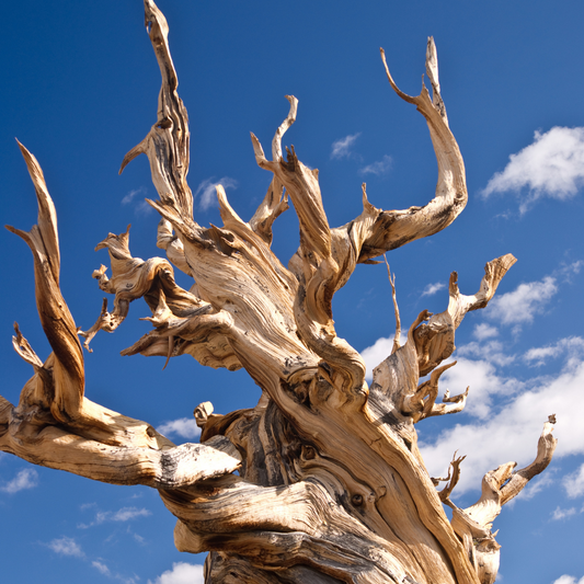 Bristlecone Pine Tree Seeds (Pinus longaeva)