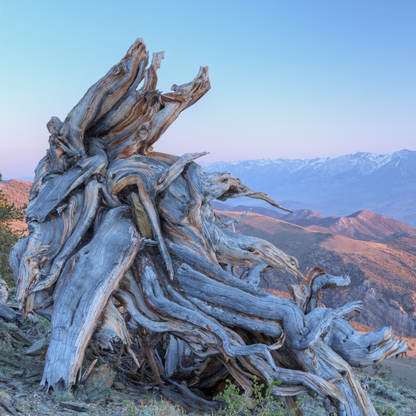Bristlecone Pine Tree Seeds (Pinus longaeva)