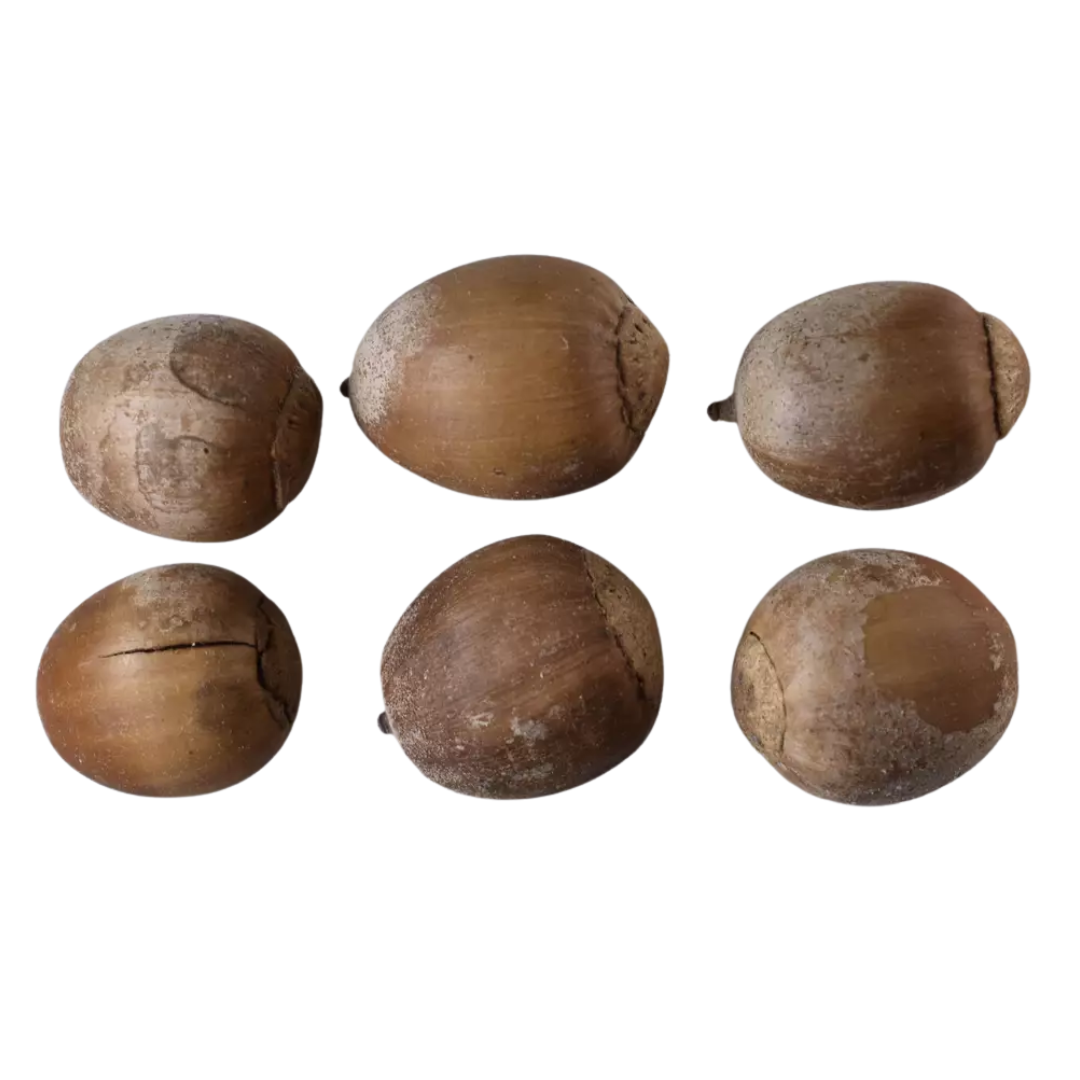 Bur Oak Tree Seeds (Quercus macrocarpa)
