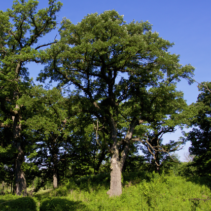 Bur Oak Tree Seeds (Quercus macrocarpa)