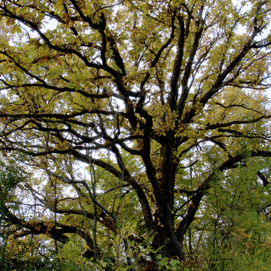 Bur Oak Tree Seeds (Quercus macrocarpa)