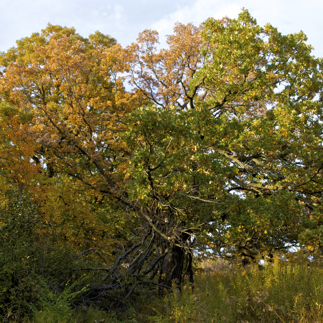 Bur Oak Tree Seeds (Quercus macrocarpa)