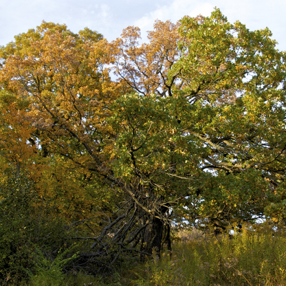 Bur Oak Tree Seeds (Quercus macrocarpa)