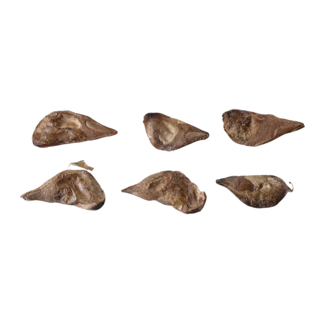 Cedar of Lebanon Tree Seeds (Cedrus libani)