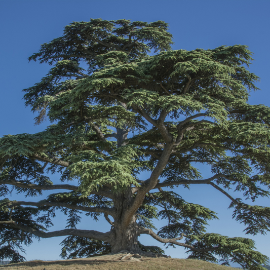 Cedar of Lebanon Tree Seeds (Cedrus libani)