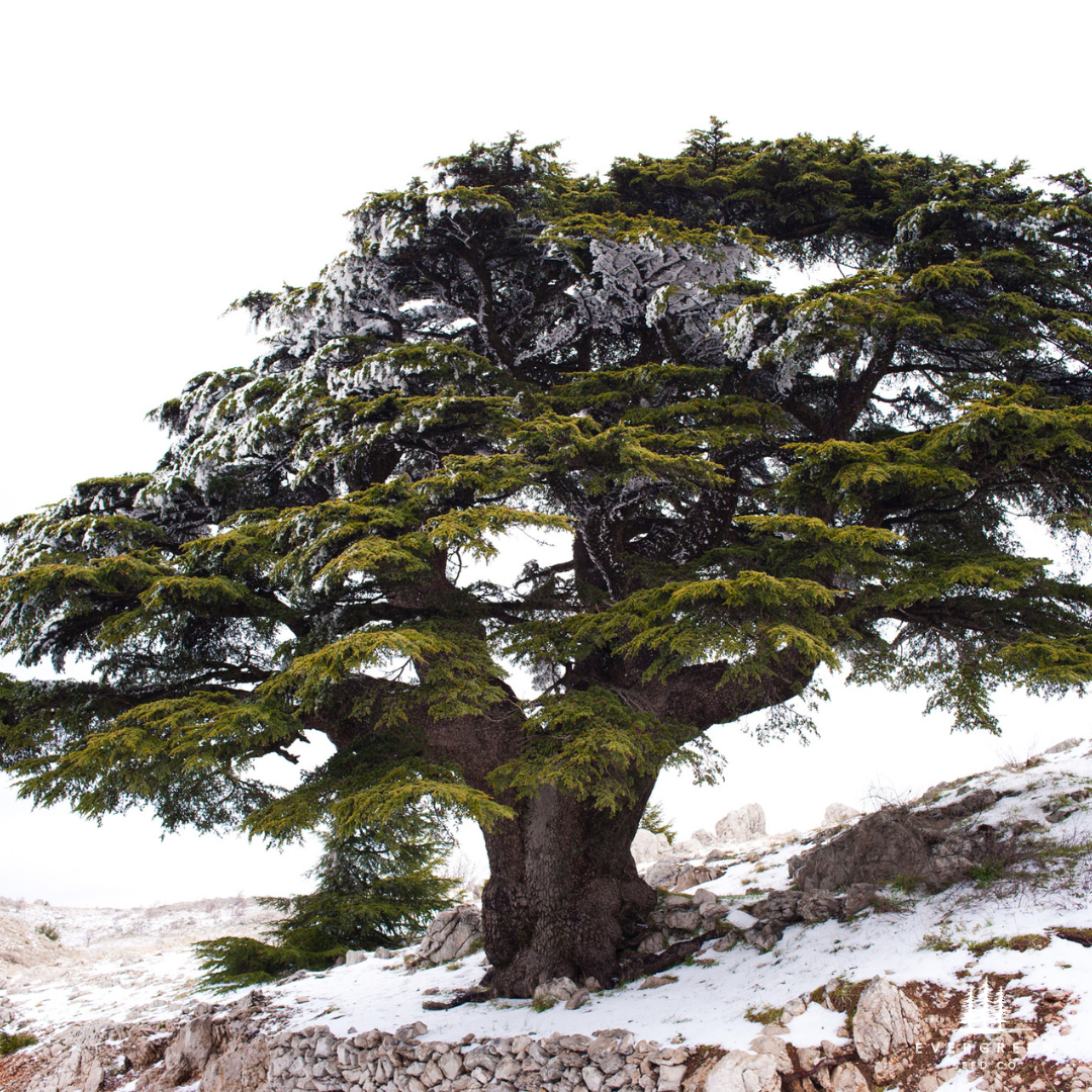Cedar of Lebanon Tree Seeds (Cedrus libani)