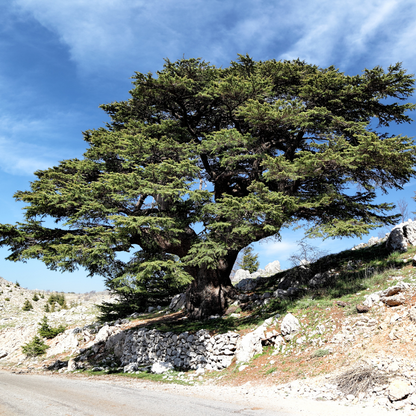 Cedar of Lebanon Tree Seeds (Cedrus libani)