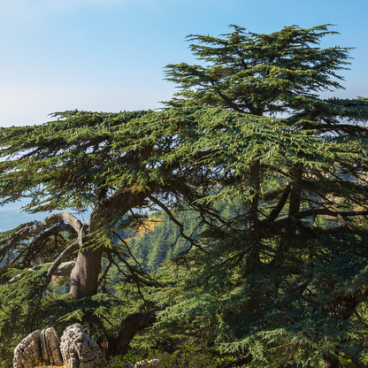 Cedar of Lebanon Tree Seeds (Cedrus libani)