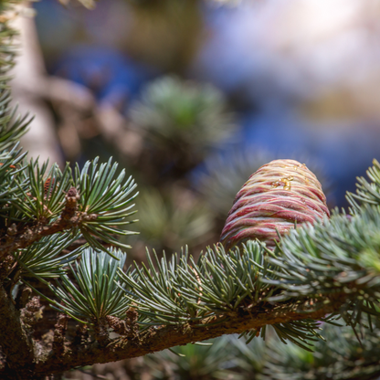 Cedar of Lebanon Tree Seeds (Cedrus libani)