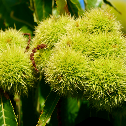 Chinese Chestnut Tree Seeds (Castanea mollissima)