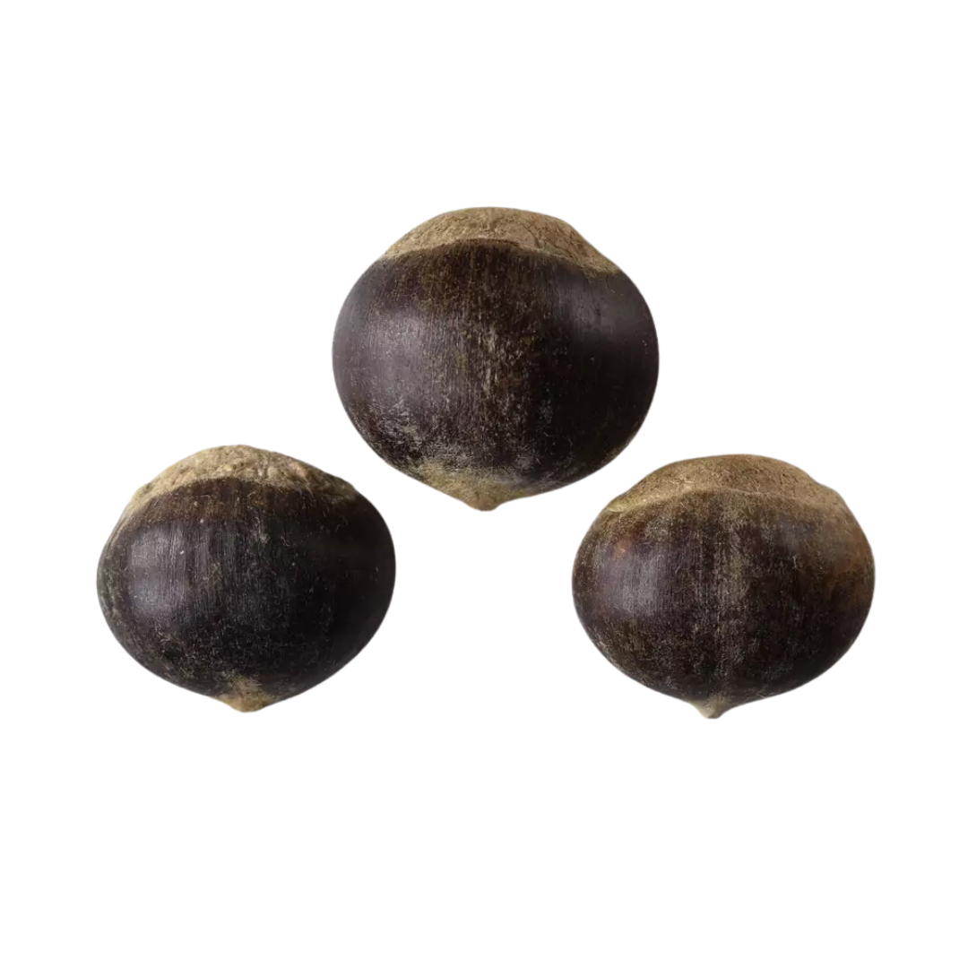 Chinese Chestnut Tree Seeds (Castanea mollissima)